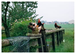 FEDERVIEH IN HENEGAU