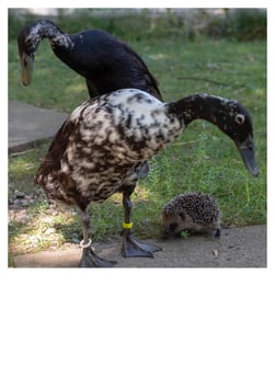 IGEL ZU BESUCH BEI DEN LAUFENTEN
