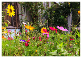 BLUMENWIESE IN ALTSTETTEN