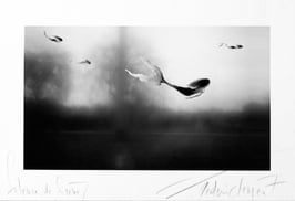 "Silence des Sirènes" - Tiré à part de PASSAGÈREMENT