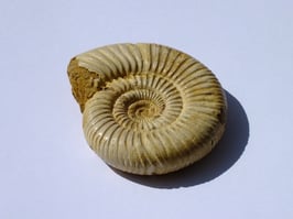 Ammonite blanche brute
