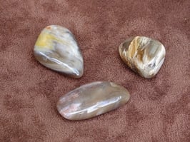 Bois fossilisé en pierres roulées