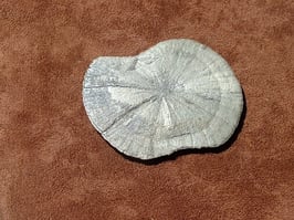 Pyrite dollars brute