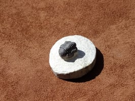 Trilobite sur matrice brute