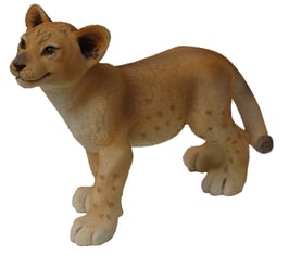 Löwen-Junge stehend