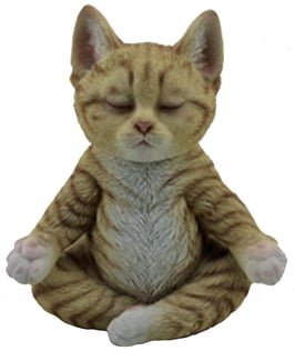 Yoga-Katze rot