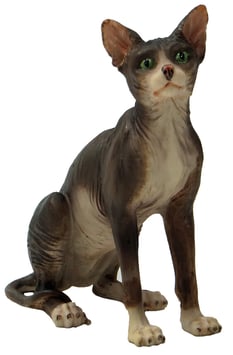 Katze Sphinx