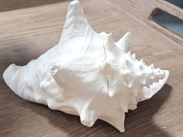 Large Decor White Shell