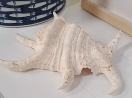 Decor Warm White Shell