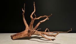 スマトラウッドM×1本