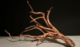 スマトラウッドS×1本