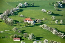 Birnbaumblüte im Mostviertel