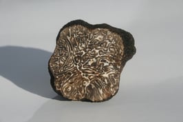 Frische Wintertrüffel (Tuber brumale)