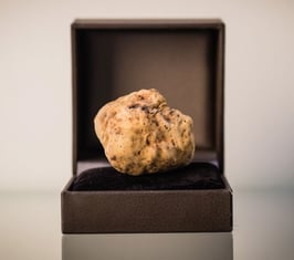 Frische Albatrüffel (Tuber magnatum)