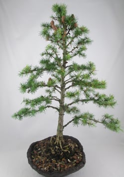 Larix kaempferi, Japanische Lärche