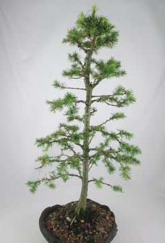 Larix kaempferi, Japanische Lärche