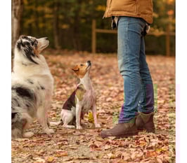 Muck Boots  Originals Ankle - 100% wasserdicht