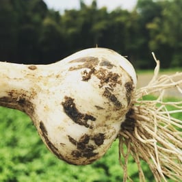 農人たちのニンニク5個