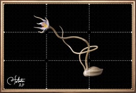 商品名ラベル版画™1885「セロフラワー オリジナル.11」