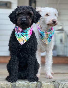 absolut limited   BANDANA *BATIK*    für Pfoten ab 8 kilo!