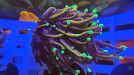 KORALLE 8 - DARK HELLFIRE - @dave78 Mitglied (2 Jahre) ​​