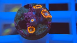 KORALLE 22 - TEQUILA SUNRISE ZOANTHUS - FREI ZUM KAUF