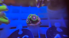 KORALLE 46 - ER1CS ZOANTHUS - @AquaBunny-uh3xk ​​