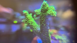 KORALLE 61 - MILLEPORA / PROSTRATA HYBRID - FREI ZUM KAUF