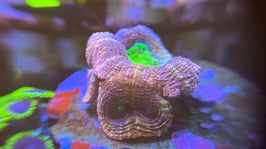 KORALLE 67 - ULTRA GRADE BOWERBANKI - @dragosreefaquarium Mitglied (1 Jahr) ​​