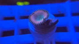 KORALLE 93  -  BEAUTY AND THE BEAST PALYTHOA - @atzes.4996 ​​