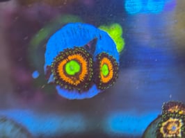 LORD OF THE RINGS ZOANTHUS