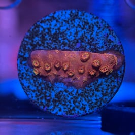 WWC COPPERHEAD CYPHASTREA