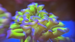 KORALLE 45 - ATOMIC GREEN PURPLE TIPS PARAANCORA - @macity3239 ​​