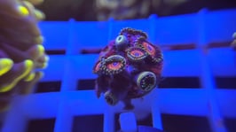 KORALLE 83 - CANDY CRUSH ZOANTHUS - @braunschweig_reefer1965 ​​