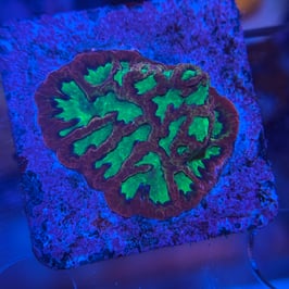 GOBLIN ON FIRE PLATYGYRA