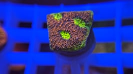 KORALLE 12 -  WATERMELONE CHALICE - FREI ZUM KAUF