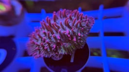 KORALLE 31 - FUNGIA FRAGILIS GREEN/ RED - FREI ZUM KAUF