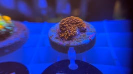 KORALLE 58 - MONTIPORA RAINBOW - FREI ZUM KAUF