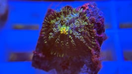 KORALLE 19 - HAIRY BUBBLE BOUNCE BABY - @braunschweig_reefer1965 ​​