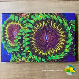 JR UV LIGHT CORAL PORN - ZOANTHUS (2/3)