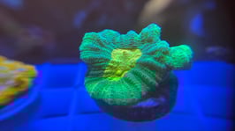 KORALLE 64 - SPACE INVADER PECTINIA - @LucaLoco4242 ​​