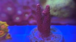 KORALLEN 81 - PINK ACROPORA MILLEPORA - @LucaLoco4242 ​​