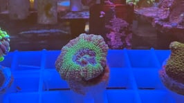 KORALLE 76 - PINK / YELLOW ASIA ACAN - FREI ZUM KAUF