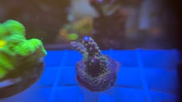 KORALLE 65 - MERLIN STAFF ACROPORA - @dragosreefaquarium Mitglied (1 Jahr) ​​