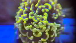 KORALLE 82 - BIG HEAD YELLOW/ GOLD PARAANCORA - @die_scheibengucker ​​