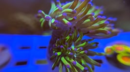 KORALLE 13 - two tone paraancora - @macity3239 ​​