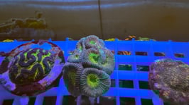 KORALLE 39 - BEAUTY AND THE BEAST GONIASTREA - @braunschweig_reefer1965 ​​