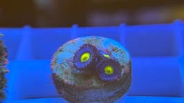 KORALLE 74 - AOI ZOANTHUS - @atzes.4996 ​​