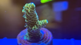KORALLE 55 - ACROPORA MILLEPORA YELLOW - @dragosreefaquarium Mitglied (1 Jahr) ​​