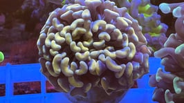 KORALLE 86 - BIG HEAD GOLDEN PARAANCORA - FREI ZUM KAUF